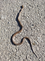 Zamenis lineatus