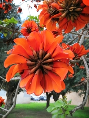 Erythrina caffra