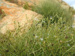 Wahlenbergia magaliesbergensis