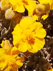 Helianthemum caput-felis, photograph author not stated, no rights reserved