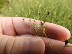 Wahlenbergia magaliesbergensis