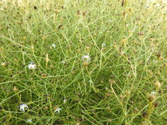 Wahlenbergia magaliesbergensis