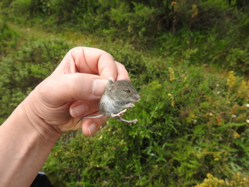 Algerian Mouse, Oeiras, Portugal, photo 2 of 10
