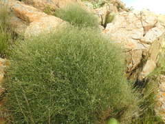 Wahlenbergia magaliesbergensis