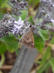 Callimormus saturnus