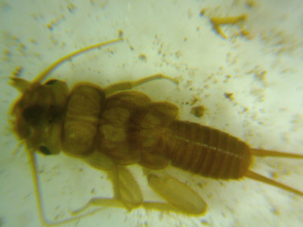 Beloneuria