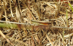 Amblytropidia australis