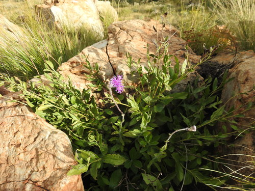 Image of Hilliardiella sutherlandii by (c) Matthew Fainman, some rights reserved (CC BY)