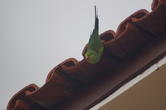 Brotogeris tirica