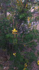 Erythrostemon mexicanus