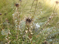 Berkheya carlinopsis
