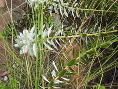 Berkheya carlinopsis