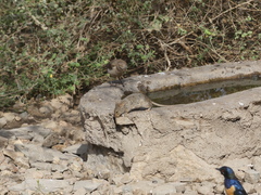 Arvicanthis niloticus