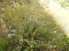 Berkheya carlinopsis