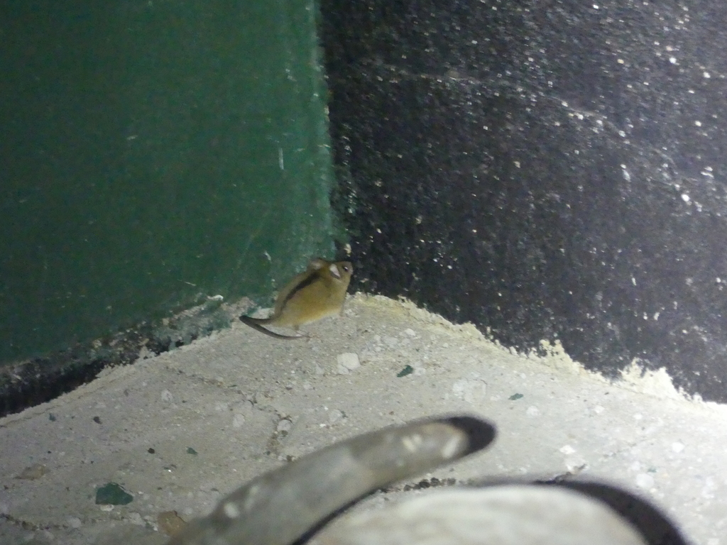 Montane African Climbing Mouse