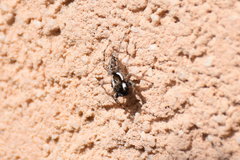 Menemerus semilimbatus
