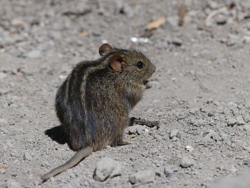 Rhabdomys dilectus