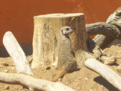 Suricata