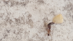 Pheidole