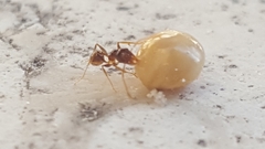 Pheidole