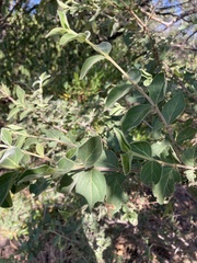 Afrocanthium gilfillanii