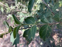 Afrocanthium gilfillanii