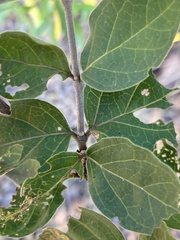 Afrocanthium gilfillanii
