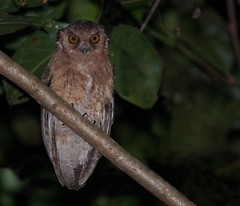 Megascops watsonii usta