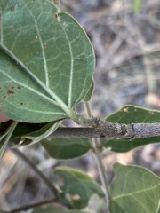 Afrocanthium gilfillanii