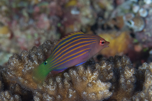 Foto de Labrido de seis lineas (Pseudocheilinus hexataenia)