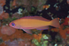Pseudanthias hypselosoma