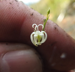 Wahlenbergia magaliesbergensis