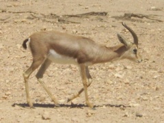 Gazella