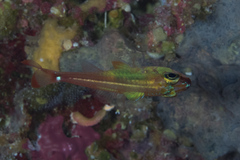 Ostorhinchus dispar