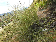 Wahlenbergia magaliesbergensis
