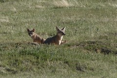 Vulpes macrotis mutica