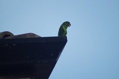 Brotogeris tirica