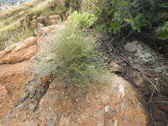 Wahlenbergia magaliesbergensis