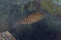 Canthigaster janthinoptera