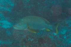 Lutjanus rivulatus