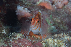 Cirrhitichthys falco