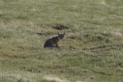 Vulpes macrotis mutica