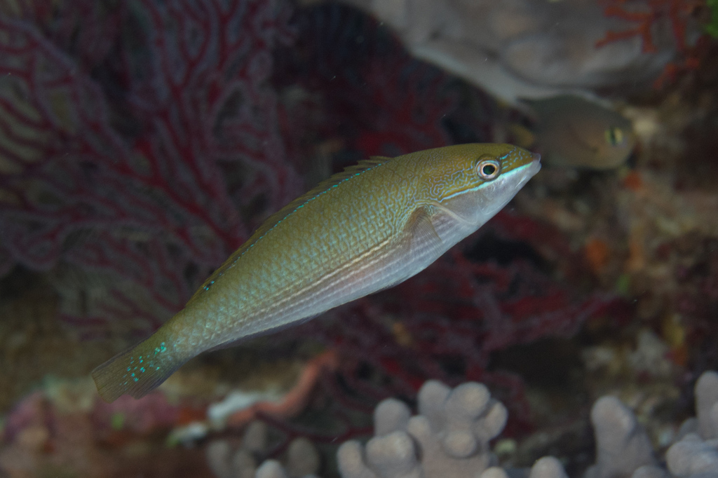 Lined rainbow-fish (Stethojulis strigiventer) — Labridae
