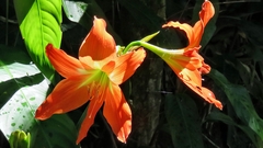 Hippeastrum striatum