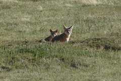 Vulpes macrotis mutica