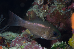 Nectamia fusca