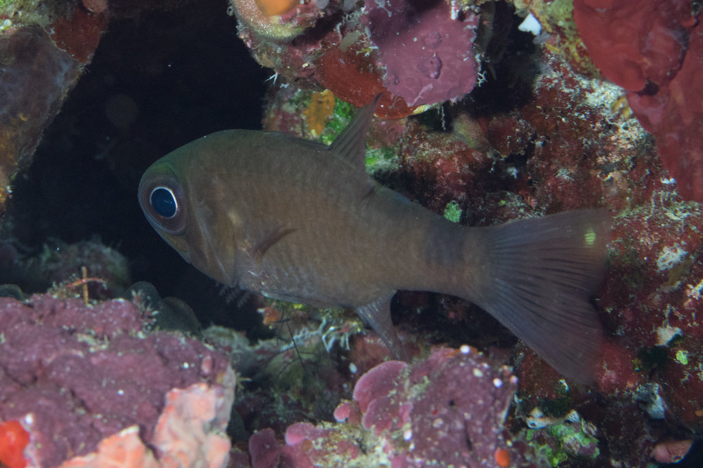 Dusky cardinal (Nectamia fusca) — Apogonidae