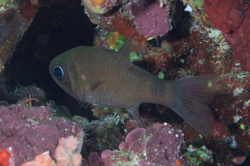 Donkere kardinaalbaars (Nectamia fusca) — Apogonidae