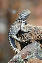 Oplurus cyclurus