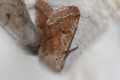 Orthosia pacifica